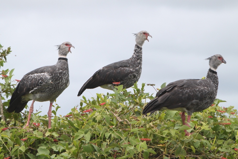 southern screamers